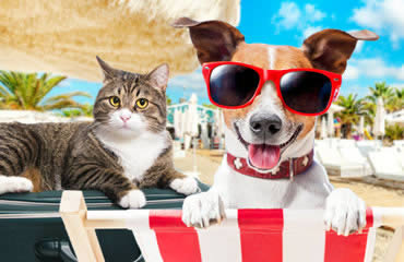 Pousadas que Aceitam Pet`s